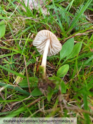 Marasmius oreades