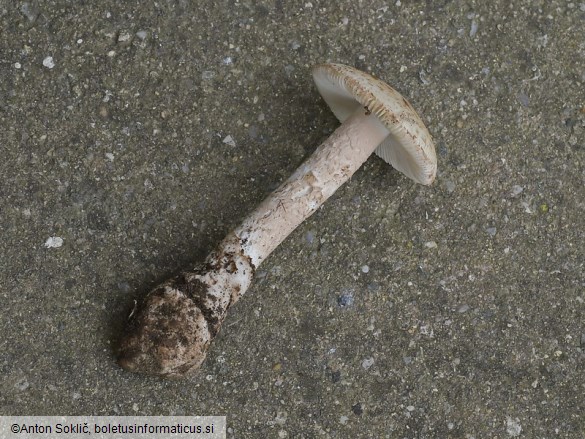 Amanita lepiotoides