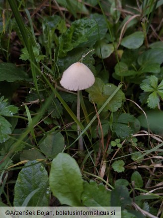 Conocybe apala