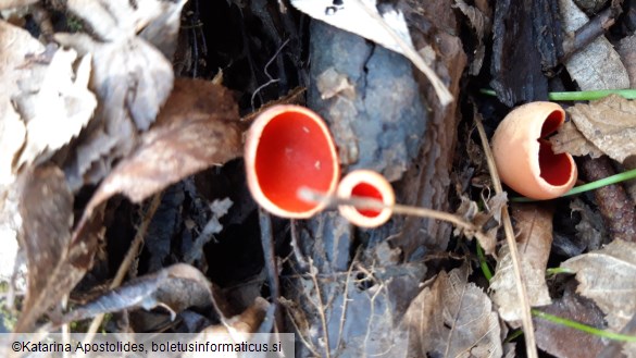 Sarcoscypha coccinea