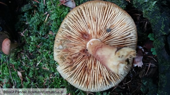 Tricholomopsis rutilans
