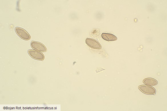 Suillellus luridus