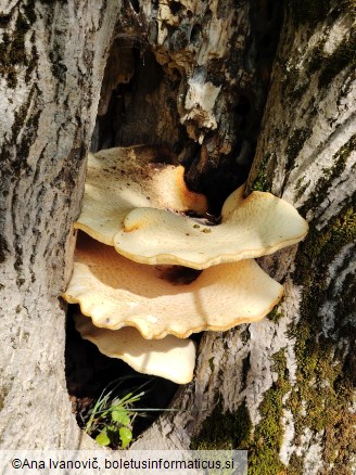Pholiota squarrosa