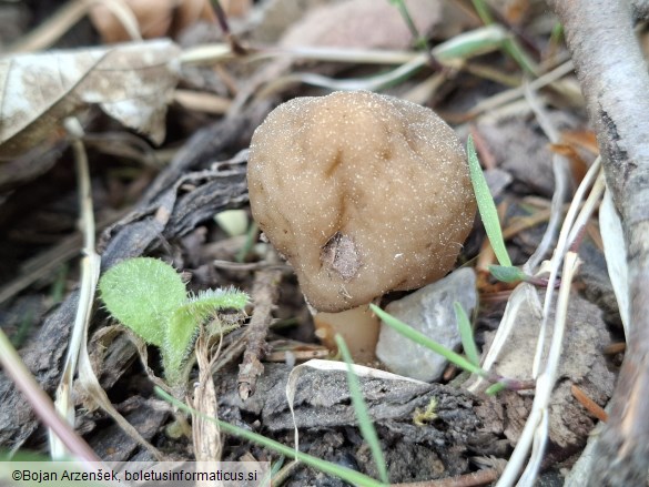 Verpa digitaliformis