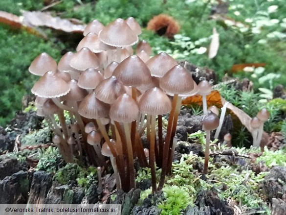 Mycena crocata