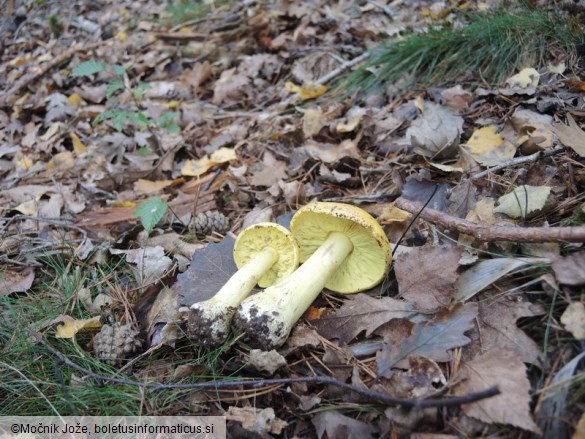 Tricholoma equestre