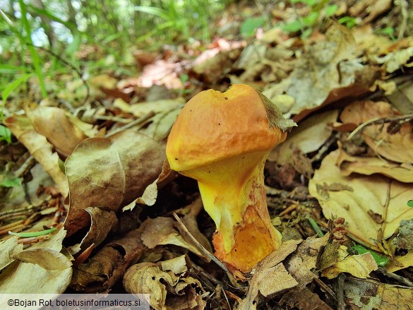 Suillus grevillei