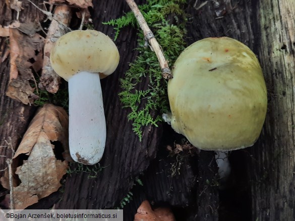 Russula