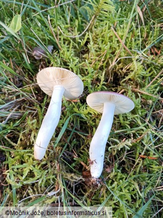 Russula caerulea