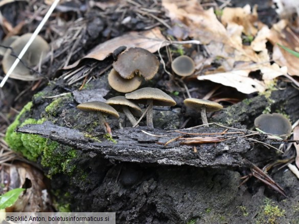 Simocybe centunculus