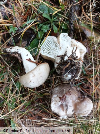 Hygrophorus agathosmus