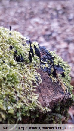 Xylaria longipes