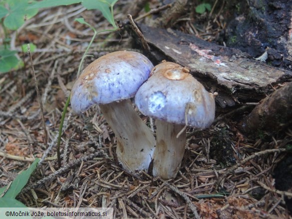 Cortinarius malachius