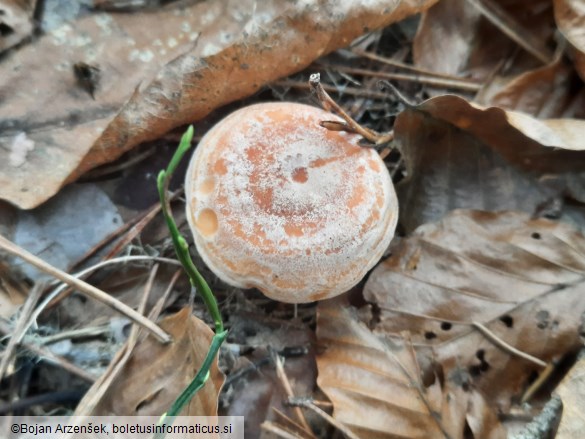 Lactarius chrysorrheus