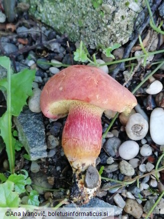 Rheubarbariboletus armeniacus