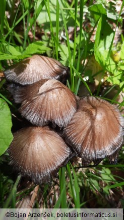 Coprinopsis romagnesiana