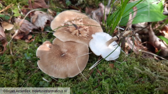 Polyporus ciliatus