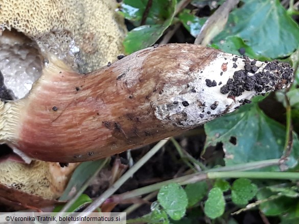 Hortiboletus rubellus