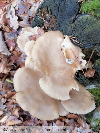 Pleurotus ostreatus