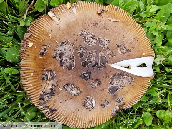 Amanita ceciliae