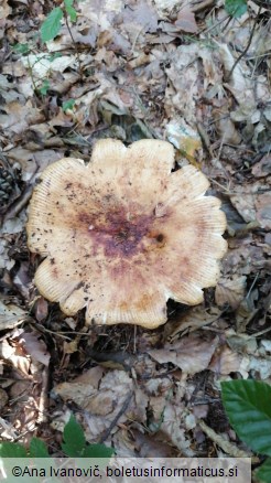 Russula grata