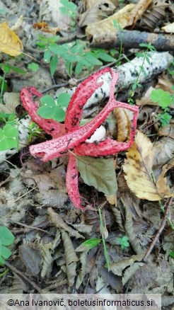 Clathrus archeri