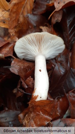 Lactarius blennius