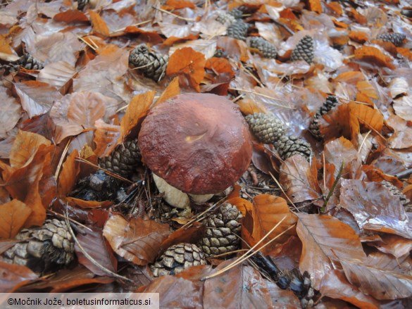 Boletus pinophilus