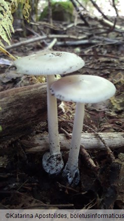 Amanita vaginata