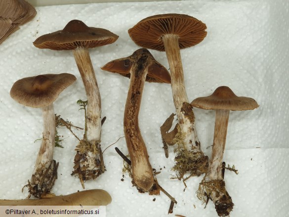 Cortinarius ionosmus