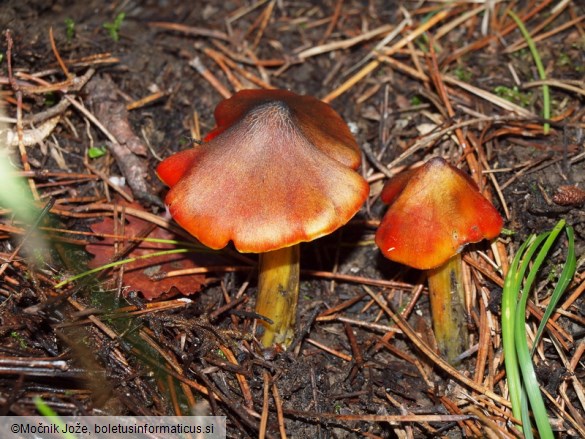 Hygrocybe conica