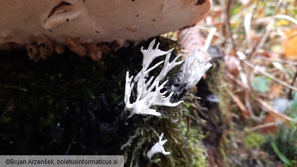 Xylaria hypoxylon