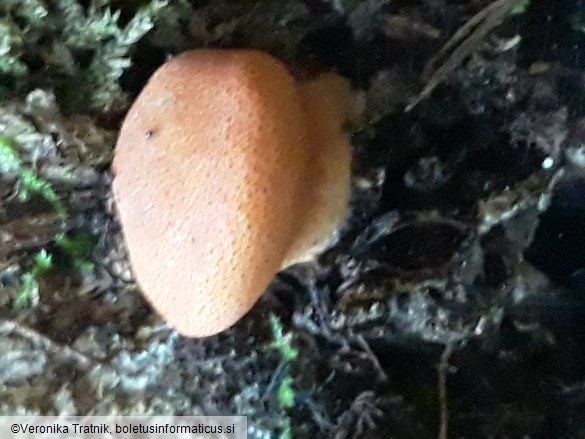 Fistulina hepatica