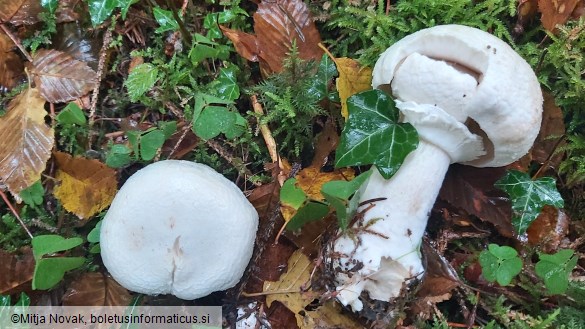 Agaricus sylvicola