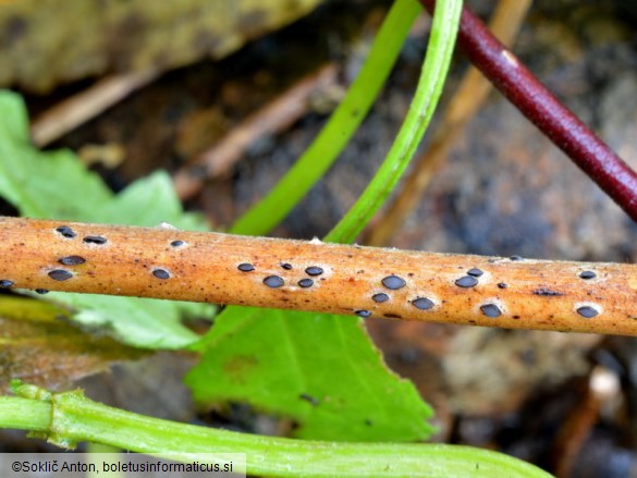 Hypoderma rubi