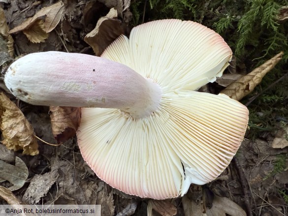 Russula rosea