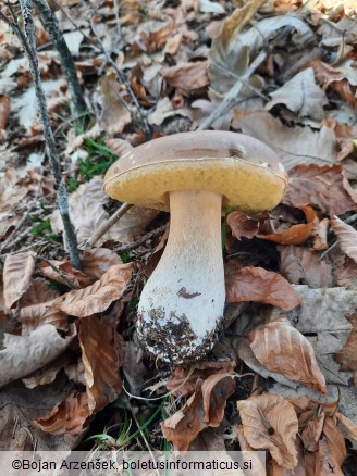 Boletus edulis