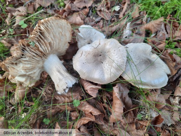 Tricholoma pardinum
