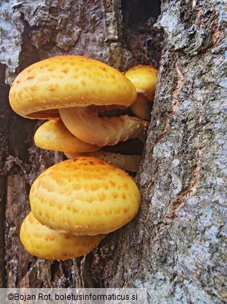 Pholiota adiposa