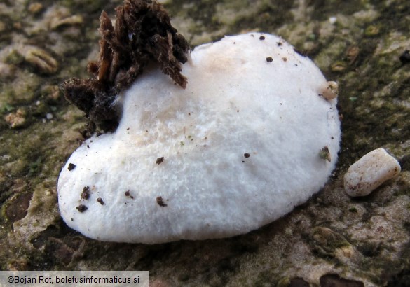 Crepidotus cesatii var. cesatii