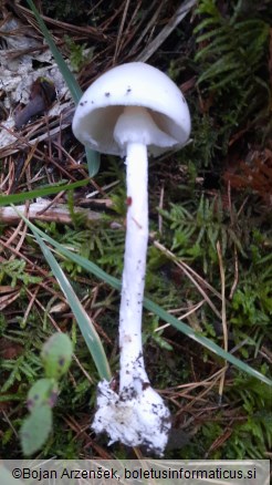 Amanita virosa