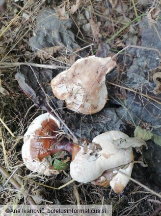 Ganoderma carnosum