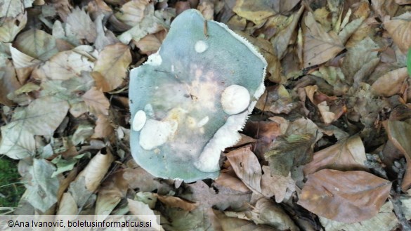 Russula heterophylla