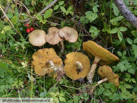 Suillus flavidus