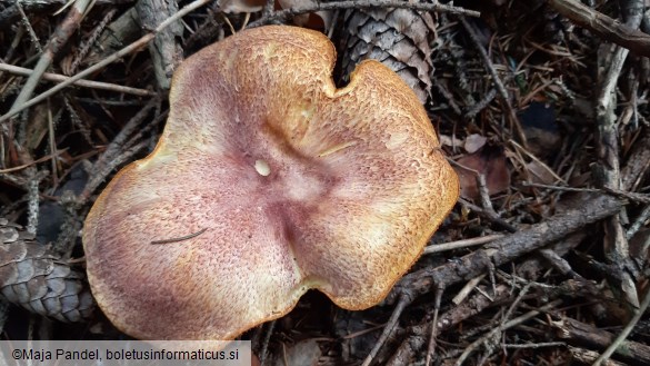 Tricholomopsis rutilans