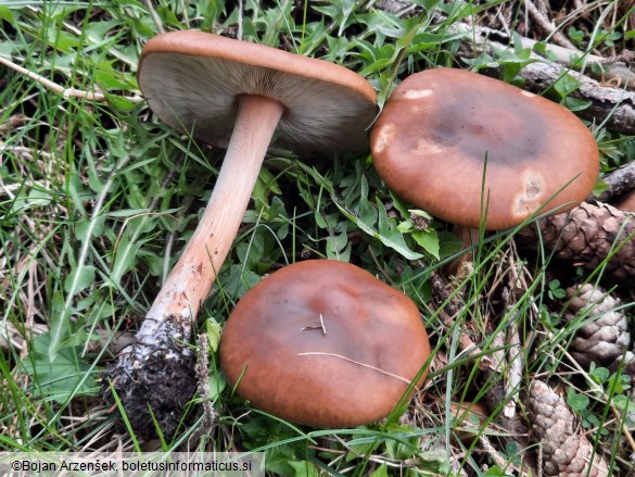 Melanoleuca cognata