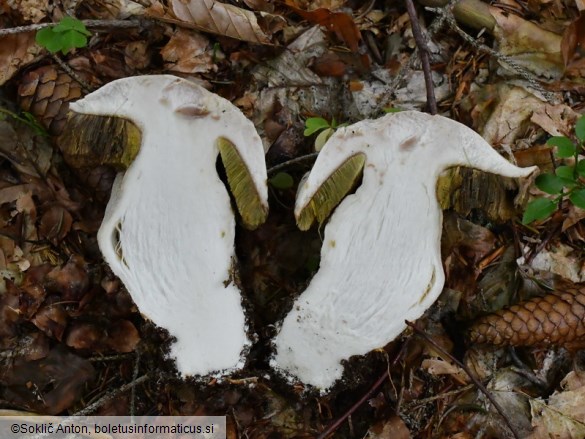 Boletus edulis f. albus