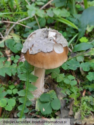 Amanita submembranacea