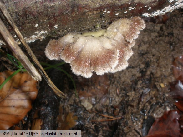 Schizophyllum commune