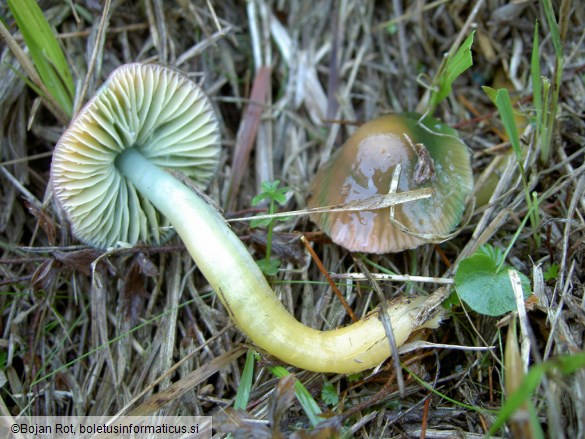 Hygrocybe psittacina